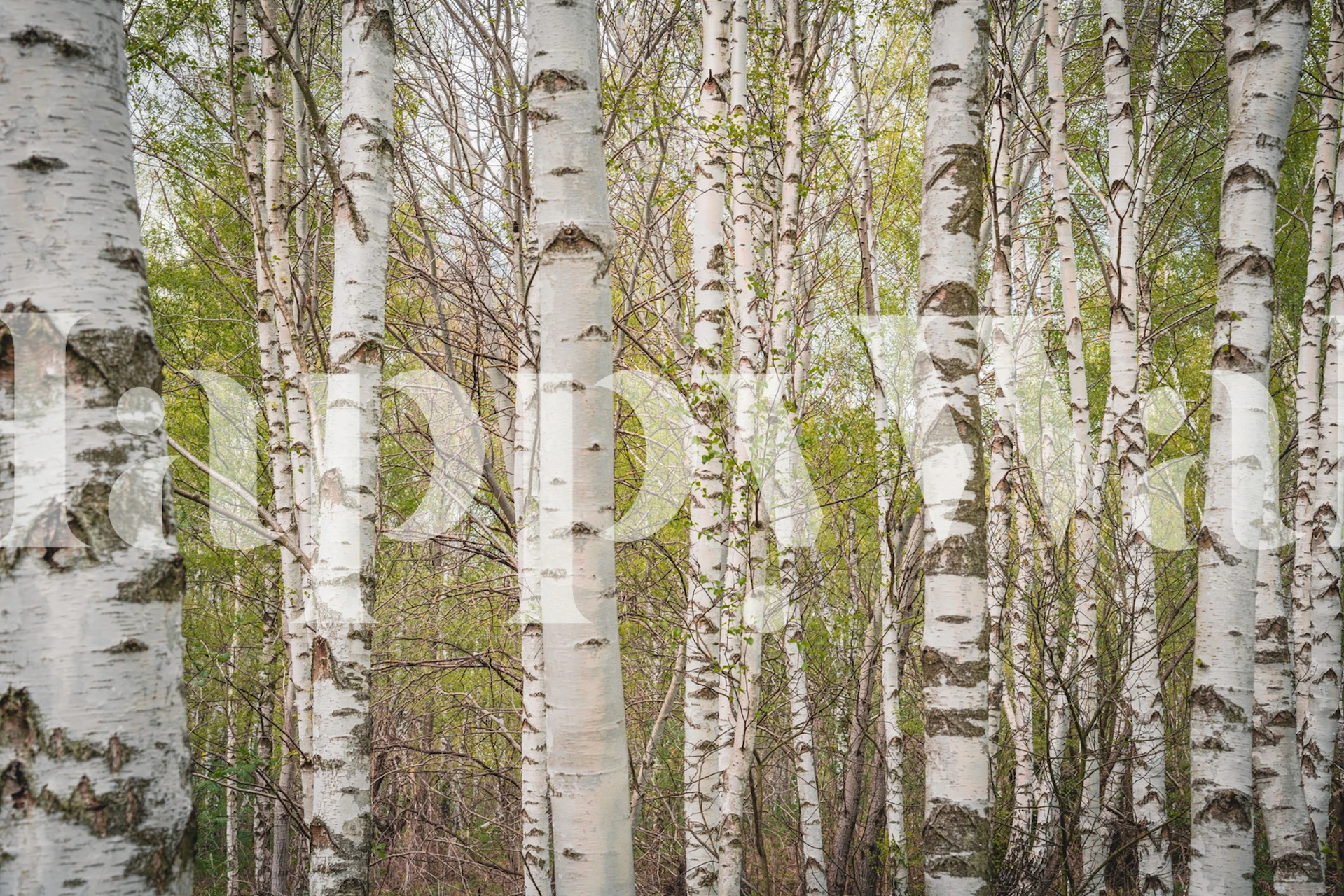 A wall mural depicting a dense grove of birch trees with detailed bark texture and interplaying light.