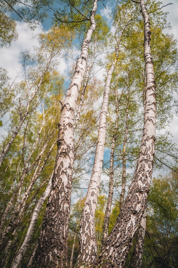 Birches Forest