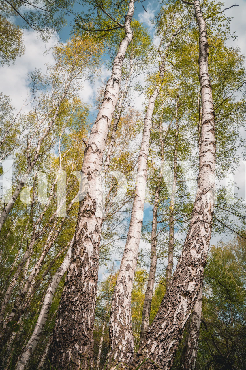 Tapeta Birches Forest v pokoji