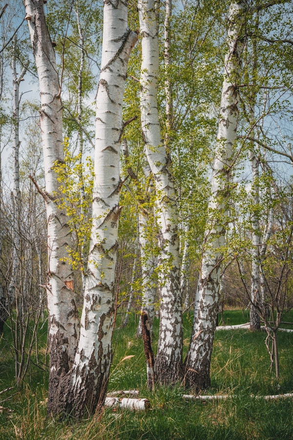 Four Birches