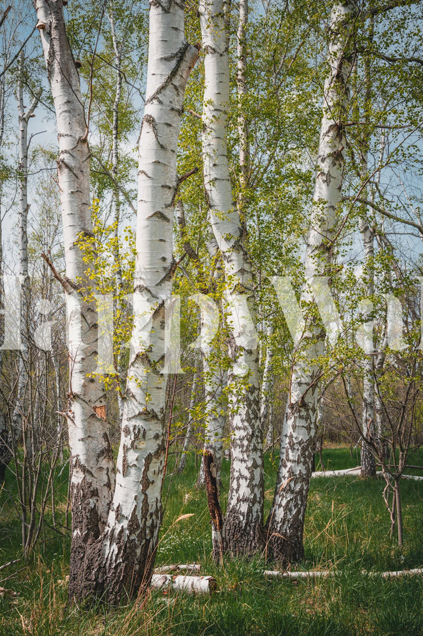 Birch trees wallpaper in a room setting