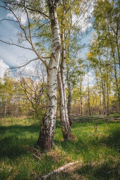 Τοιχογραφία