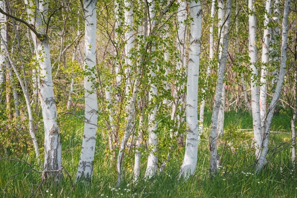 Birches at Sunlight