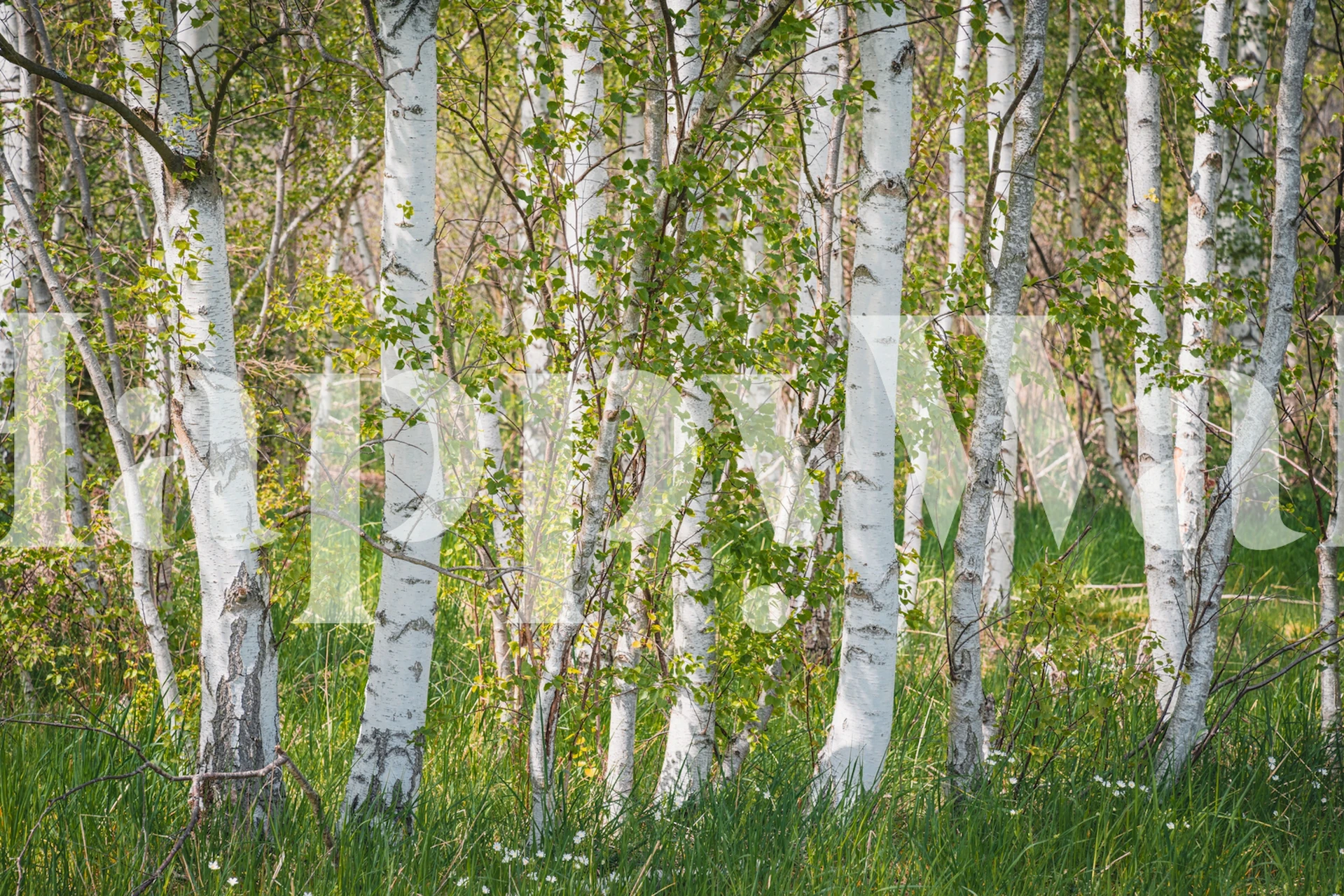 A serene birch forest wall mural basking in sunlight