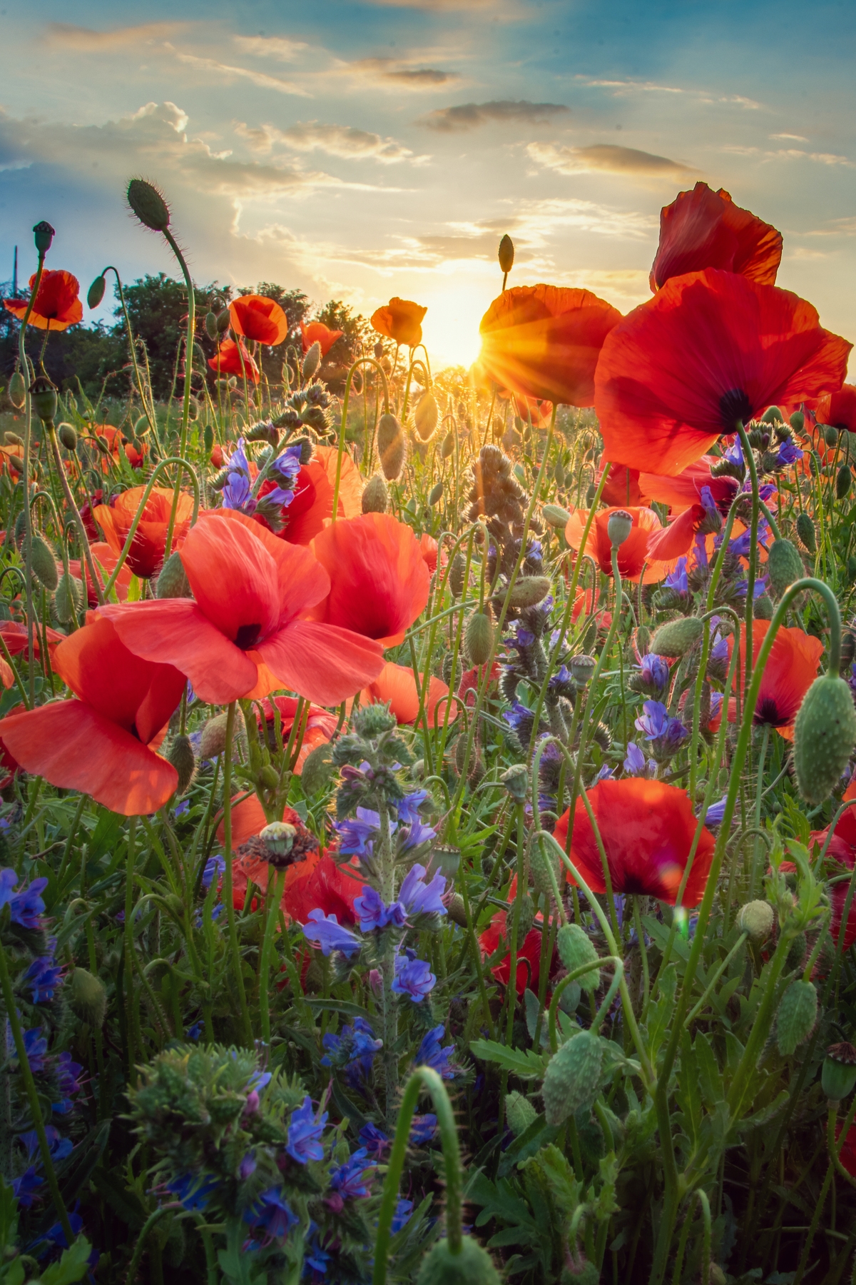 Buy Poppies at Sun Wallpaper Online Happywall