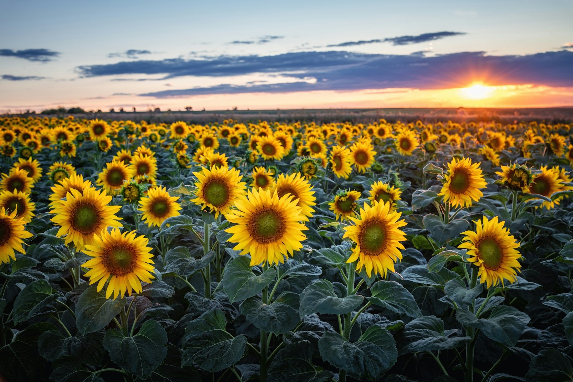 Sunflowers Sun Wallpaper 