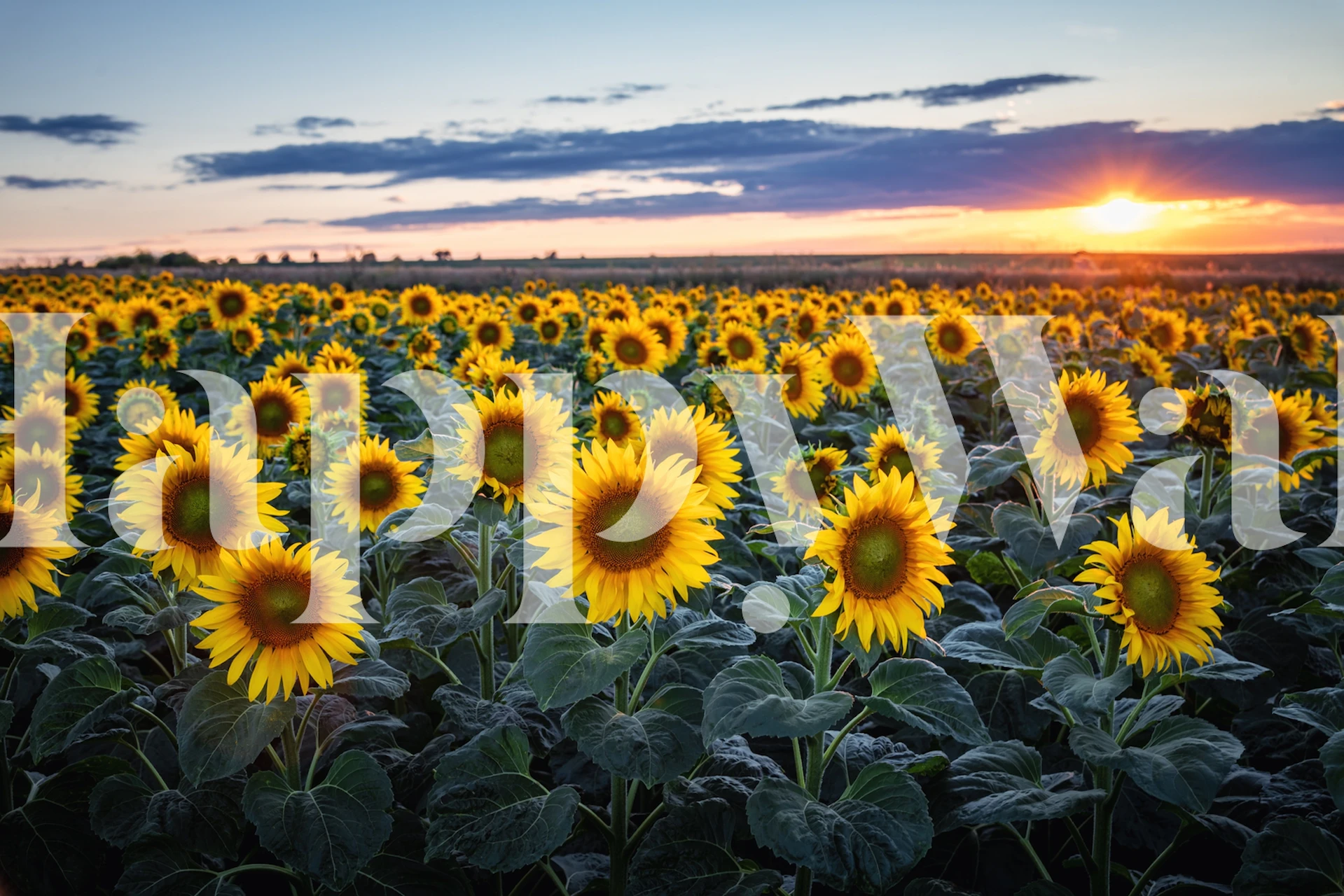 Sunflowers wallpaper in a bright room