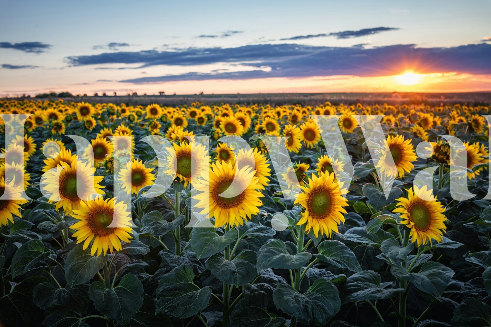 Sunflowers wallpaper in a bright room