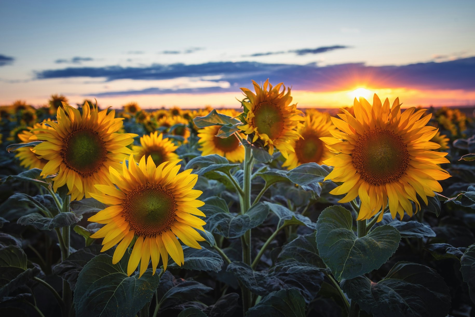 Sunflowers at Sunset Wallpaper - Beautiful and Colorful Nature ...