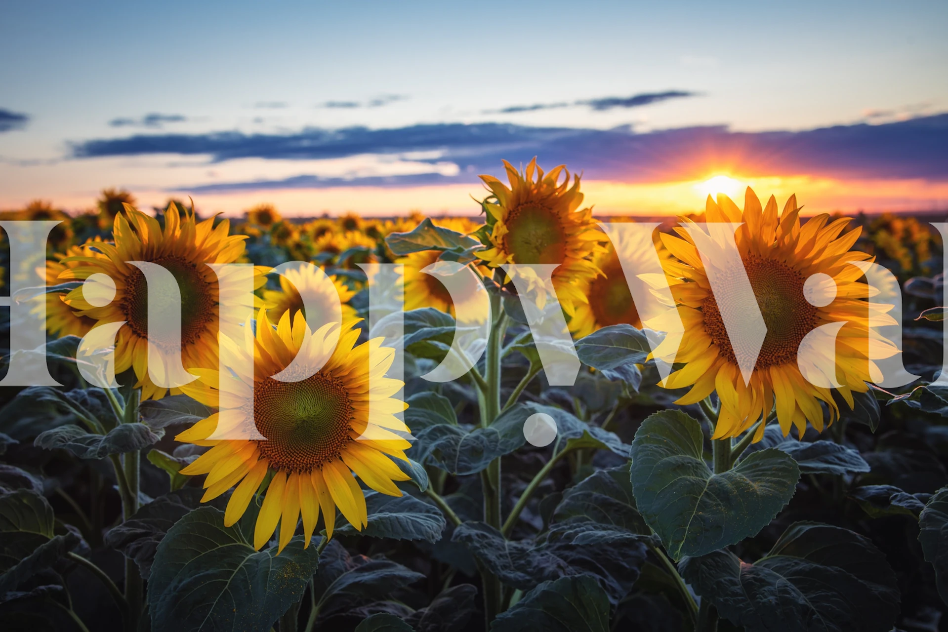 Un champ de tournesols contre un coucher de soleil vibrant sur une fresque murale