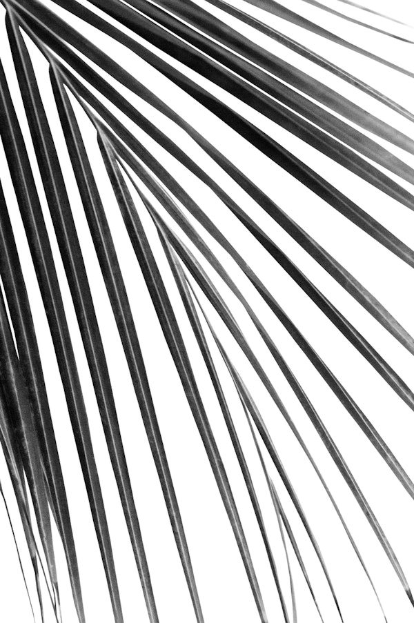 Black White Palm Leaf Dream 1