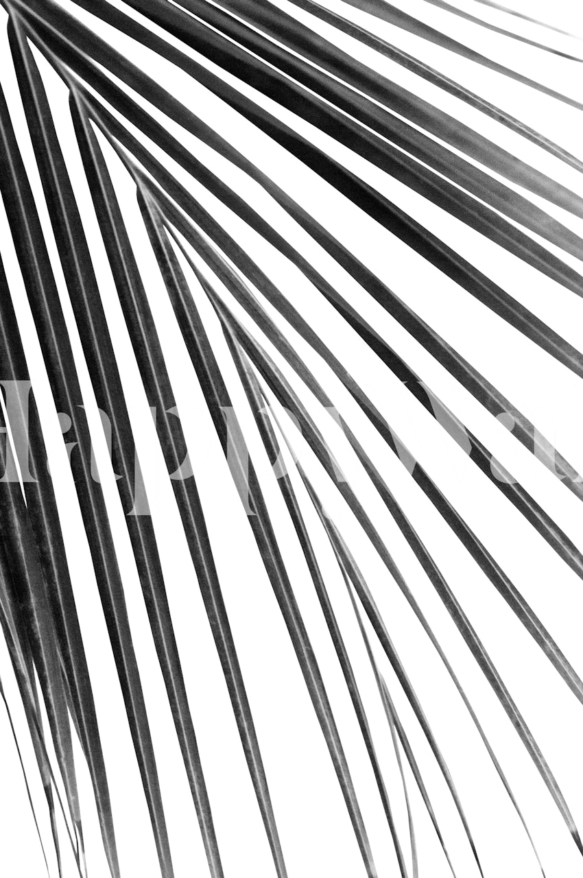 Black and white palm leaf pattern wallpaper