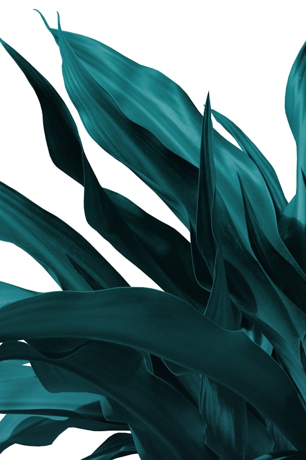 Teal Green Tropical Leaves 1