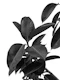 Ficus Elastica Glam 1