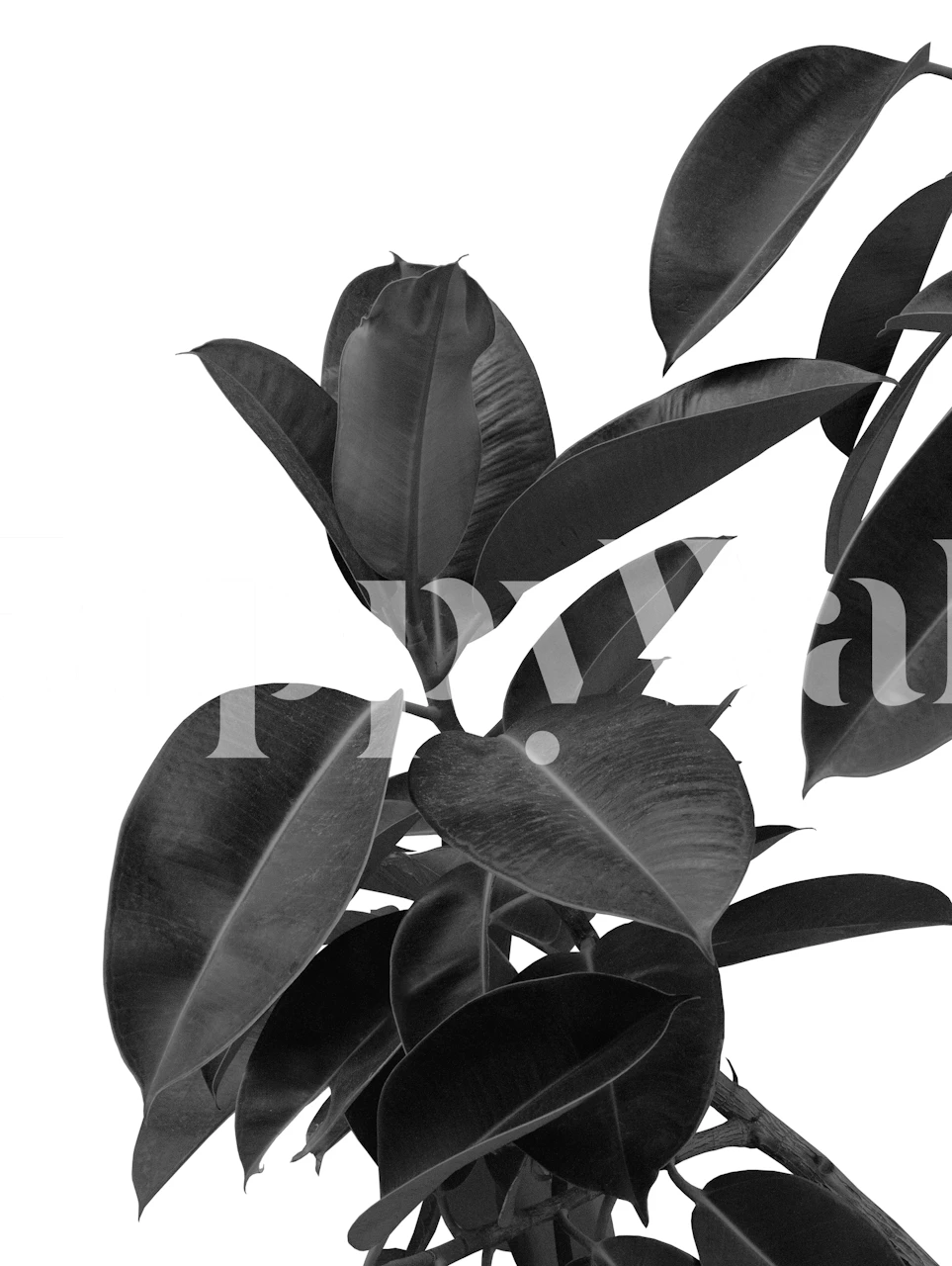 Ficus Elastica leaves in black and white wallpaper
