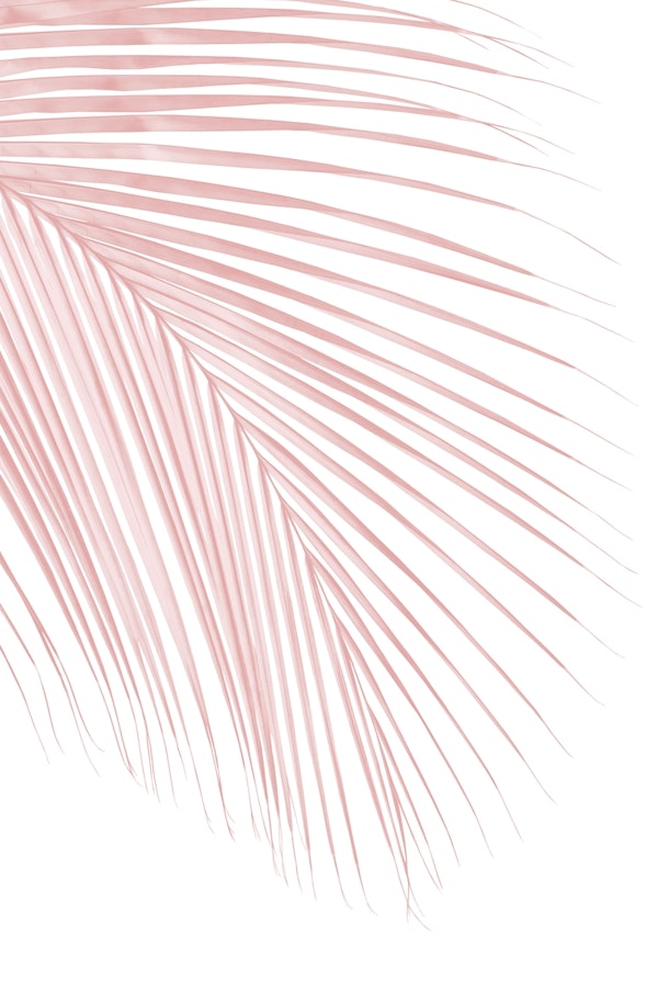 Blush Pink Palm Leaf Dream 1