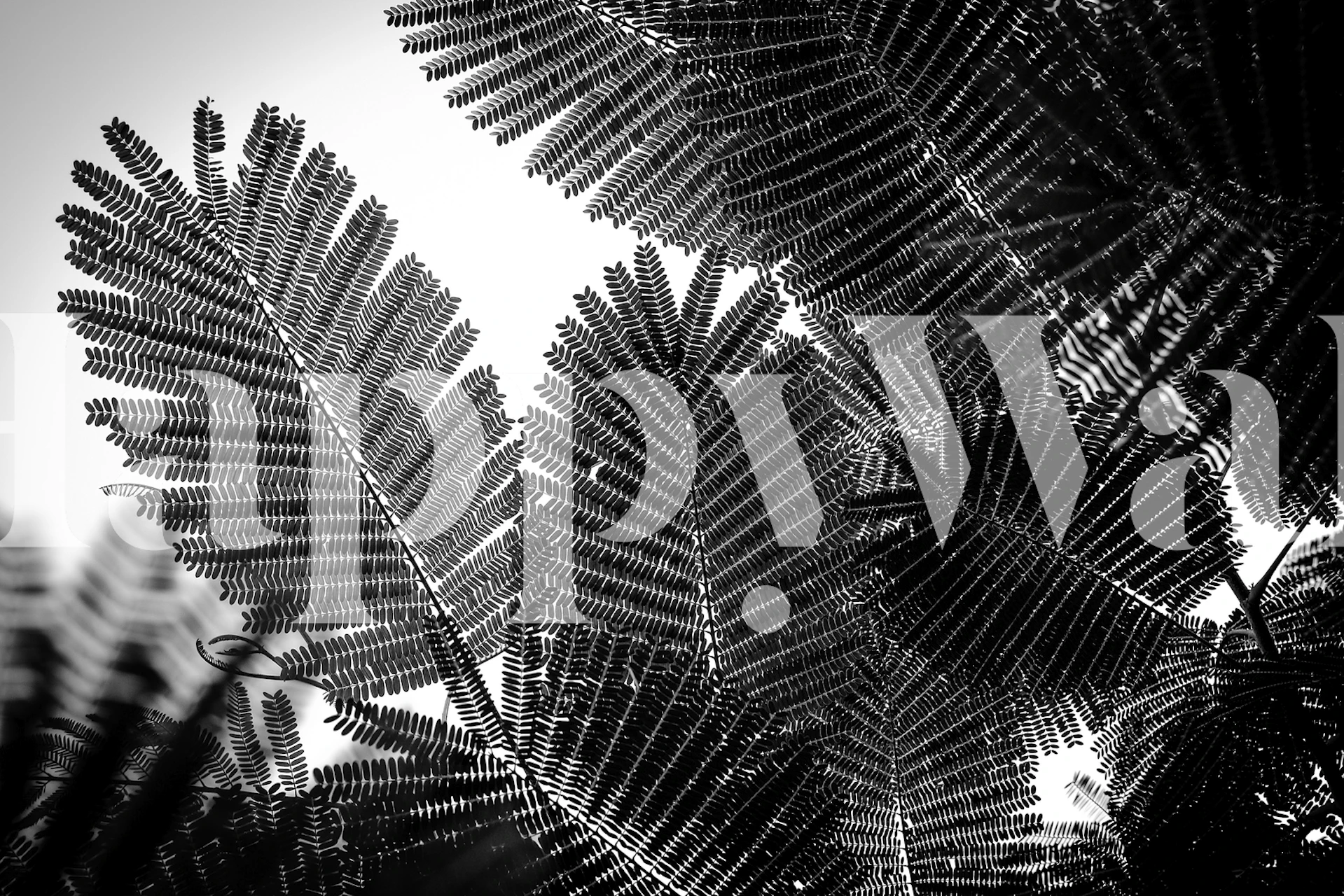 Natural Geometries I tapetdesign i ett rum