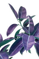 Ficus Elastica Violet Green 1 tapete
