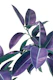 Ficus Elastica Violet Green 1
