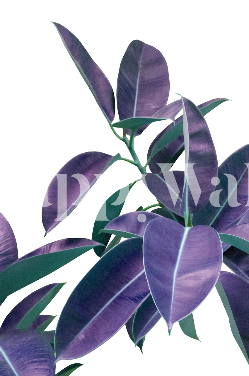 Fotomural de hojas Ficus Elastica Violeta Verde para decoración de interiores