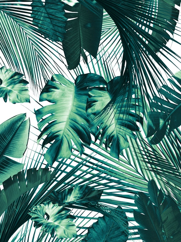 Jungle Day Leaves Siesta 1