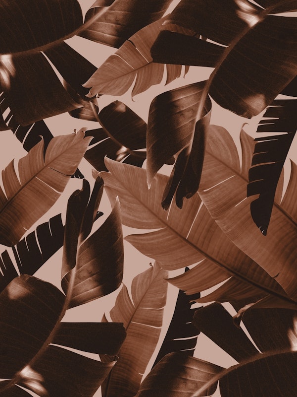 Banana Palm Leaves Jungle 1