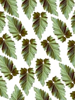 Elephant Ear Alocasia 1 papel de parede