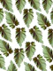 Elephant Ear Alocasia 1
