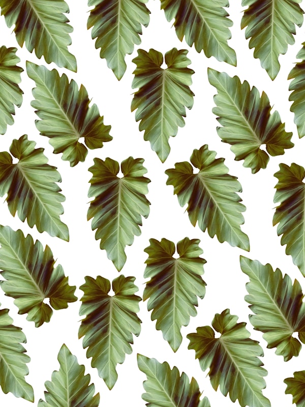 Elephant Ear Alocasia 1