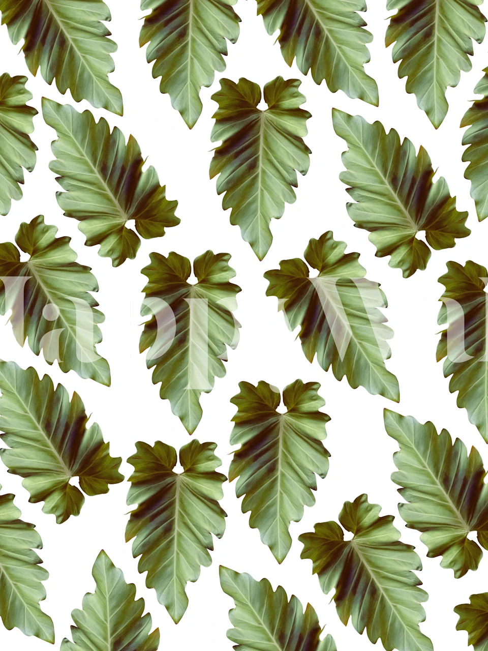 Tropical green leaves on a white background wallpaper
