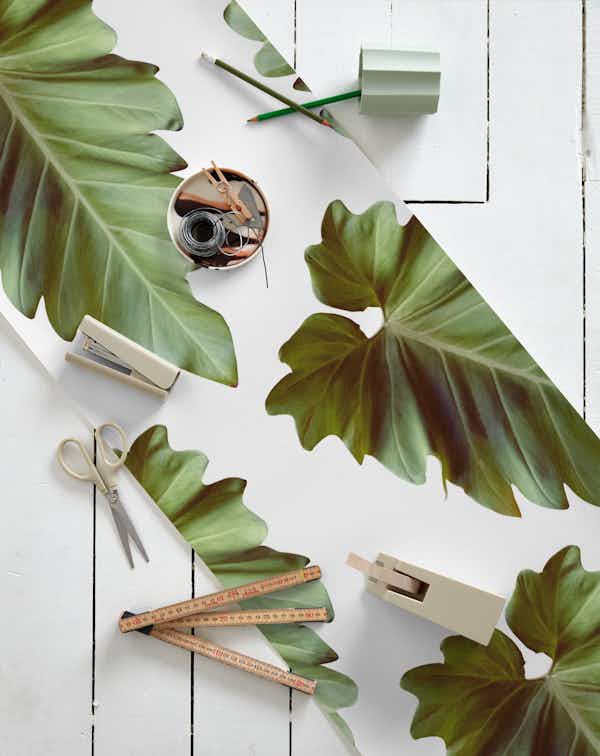 Elephant Ear Alocasia 1 Wallpaper - Happywall