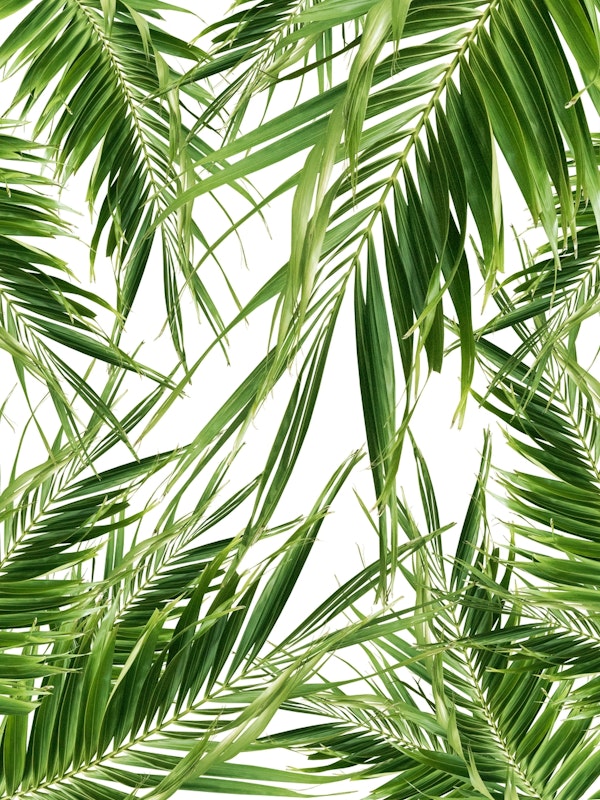 Palm Leaves Jungle Cali 1