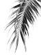 Palm Leaf Jungle 1