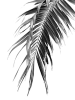 Palm Leaf Jungle 1 tapety