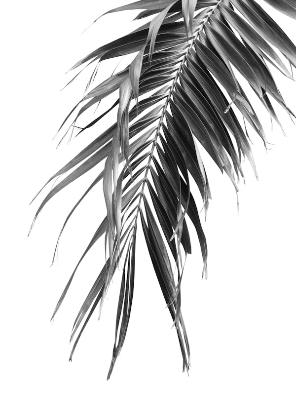Palm Leaf Jungle 1