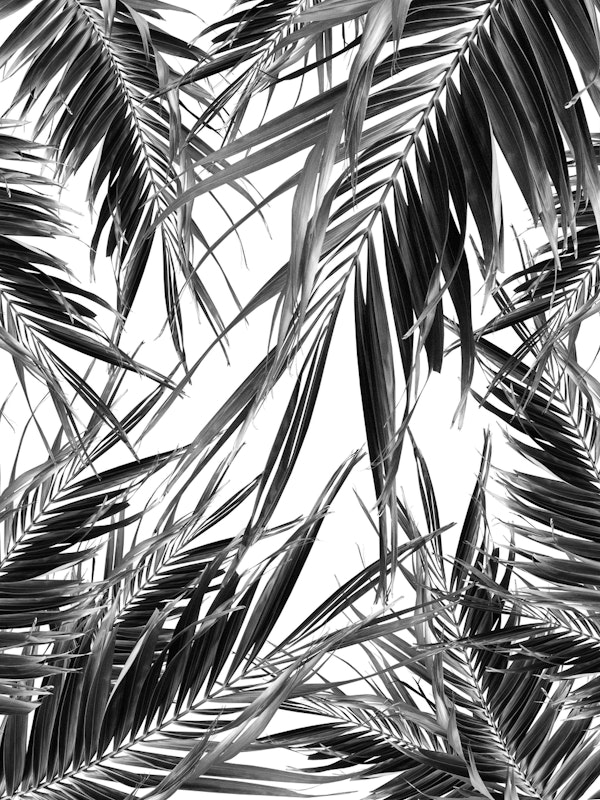 Palm Leaves Jungle Cali 2