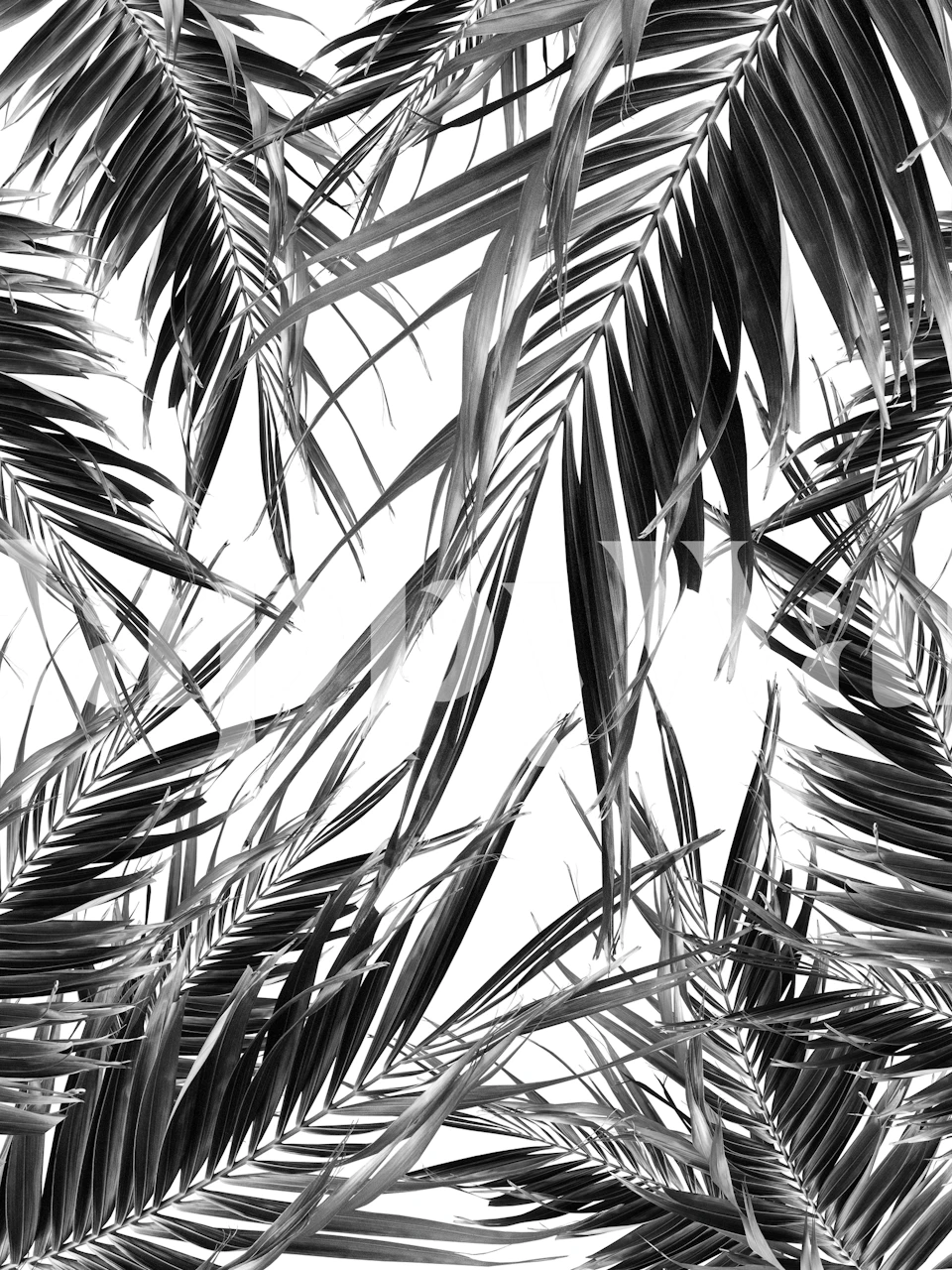 Monochrome palm leaves jungle wall mural for interior decoration