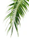 Palm Leaf Jungle Cali 2
