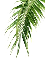 Palm Leaf Jungle Cali 2 behang
