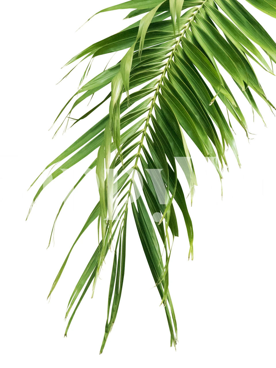 Tropical palm leaves in vibrant green colors wallpaper