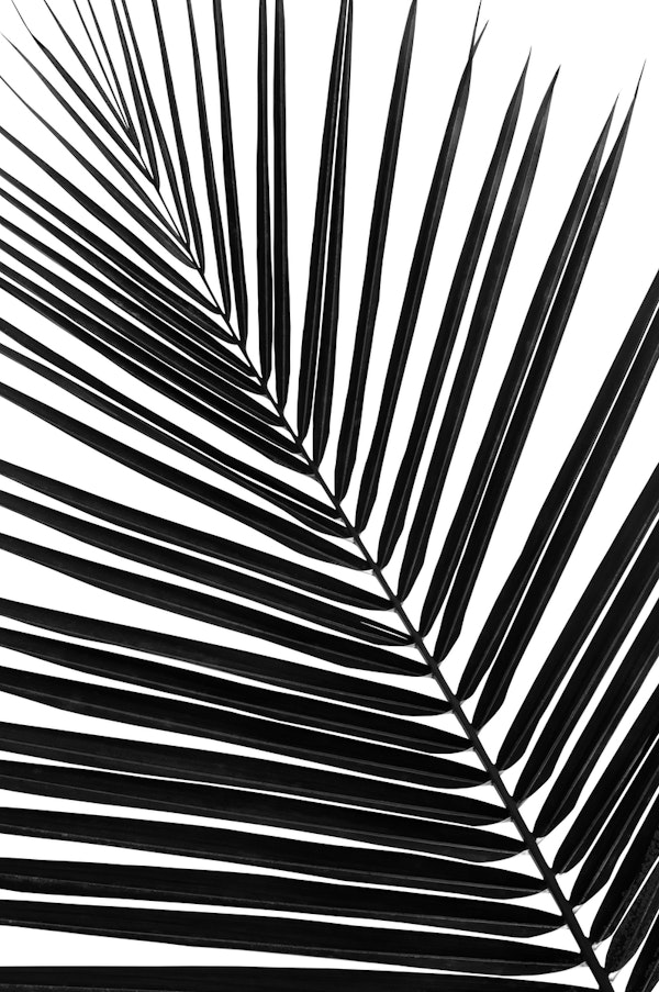Black White Palm Leaf 1