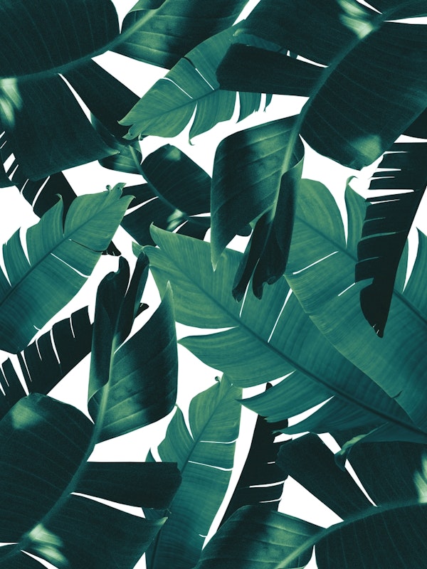 Banana Palm Leaves Jungle 2