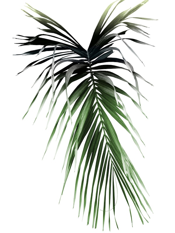 Palm Leaf Cali Summer Vibes 1