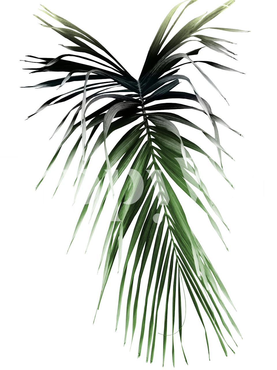 Palmblatt-Wandbild mit Cali Summer Vibes