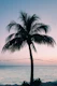 Vivid Palm Tree Dream 3