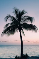 Vivid Palm Tree Dream 3 wallpaper