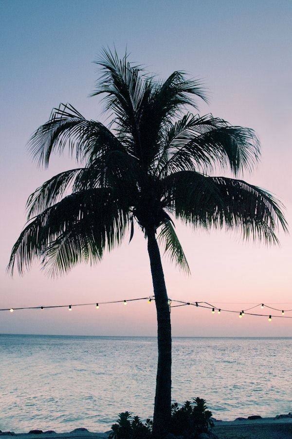 Vivid Palm Tree Dream 3
