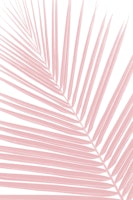 Blush Pink Palm Leaf 1 tapeta