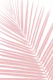 Blush Pink Palm Leaf 1