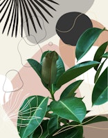 Ficus Fan Palm Finesse 1 wallpaper